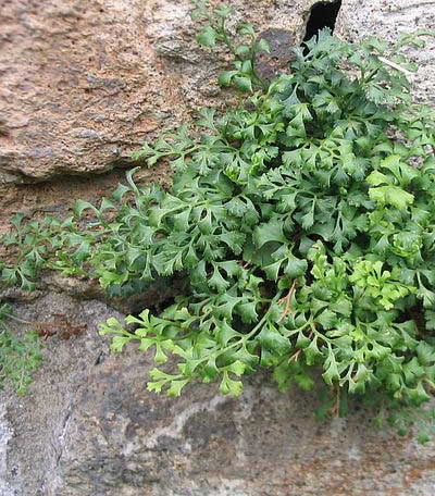 Asplenium ruta-muraria