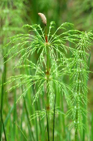 Equisetum sylvaticum